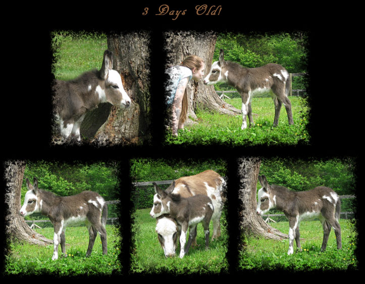 Critter Haven Farm Miniature Donkeys